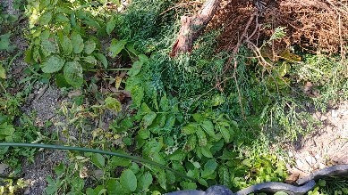 #剪定 #草抜き #芝生 #伐採 #chiko #危険#切る...