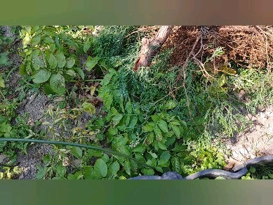 #剪定 #伐採 #危険 #高い所 #chiko#お父さん#父...