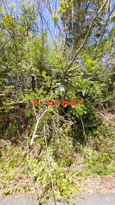 #伐採 #剪定 #危険 #草抜き #山登り #木こり