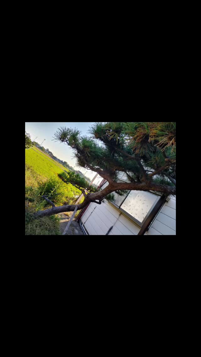 #孫の手サービス参上 #草抜き #剪定 #diy #伐採 #...